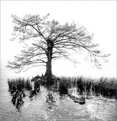 Prints - Black & White, Sepia
