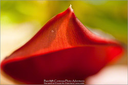 Archival Prints