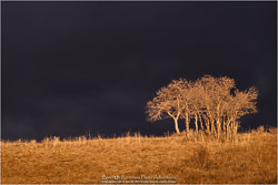 Prints - Landscapes