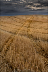 Prints - Landscapes