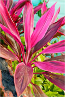 Tropical Impressions from Belize
