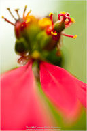 Tropical Impressions from Belize