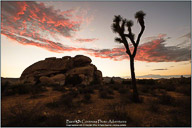 Joshua Tree National Park