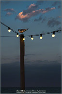 Springtime on the Outer Banks